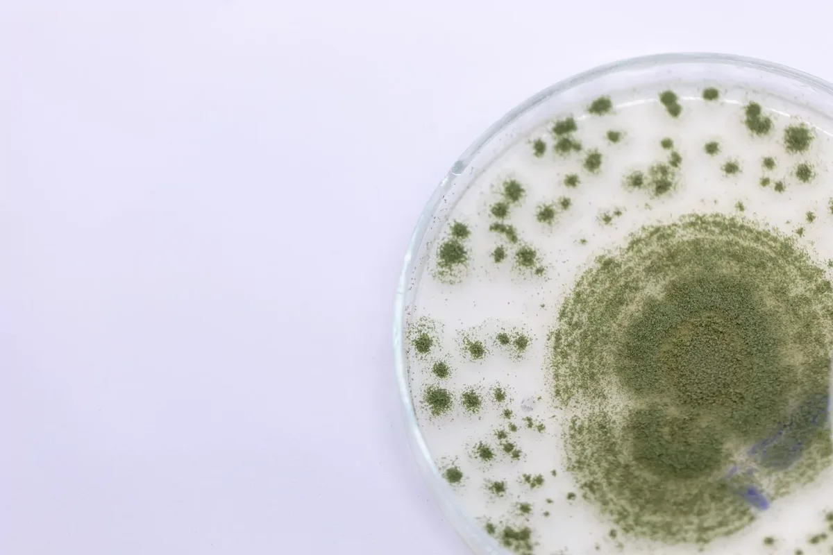 افلاتوکسین چیست؟