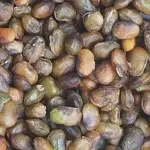 سورت بنه و بادام کوهی (سورت بنه)