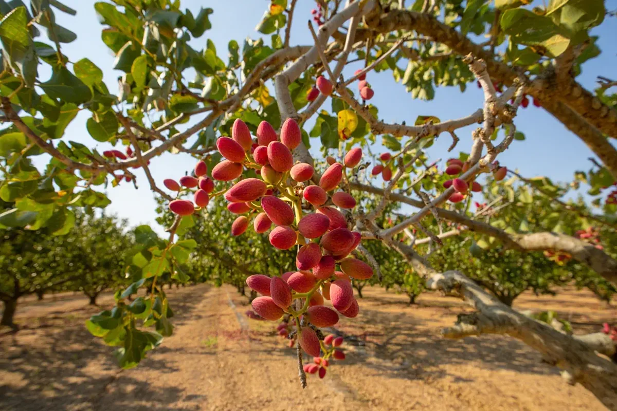 افلاتوکسین