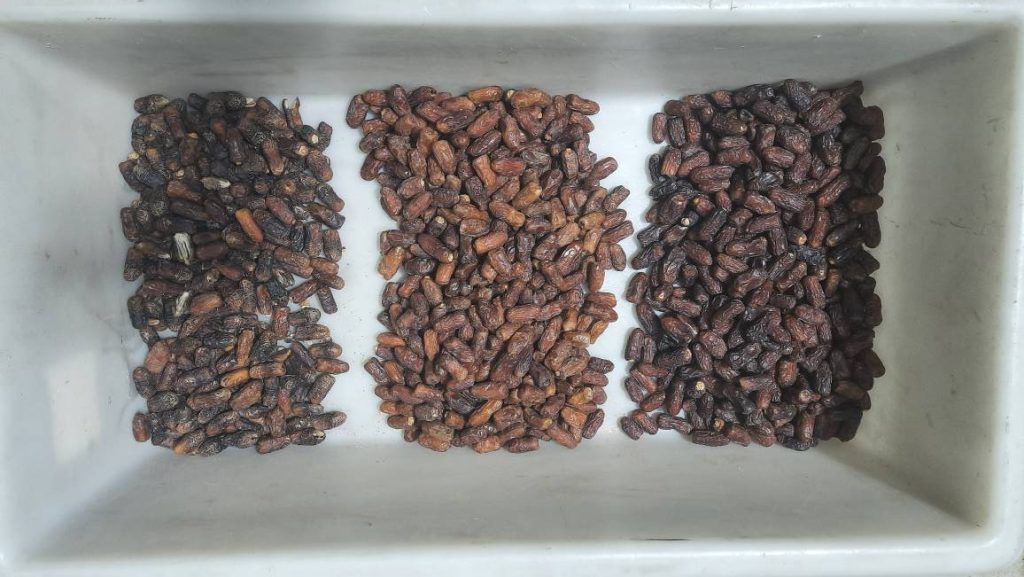 سورتینگ خرما