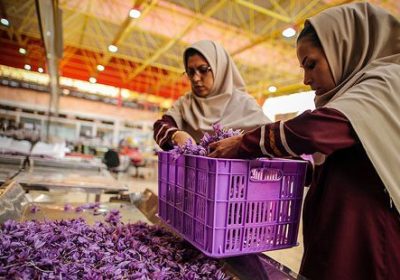 شرایط راه اندازی کارگاه مشارکتی فرآوری زعفران با تسهیلات یارانه ­ای اعلام شد