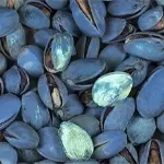 جداسازی پسته‌ آلوده به افلاتوکسین