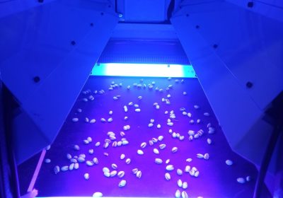 سورتر آفلاتوکسین پسته