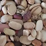 سورت حبوبات (سورت لوبیا)