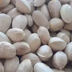 سورت پسته دهن بسته از خندان