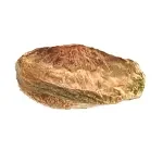 سورت پسته کالک